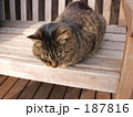 カーブドッチワイナリー　ネコ・猫・ねこ（新潟県新潟市西蒲区、旧巻町）