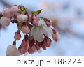 さくらの咲きはじめ