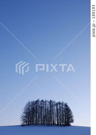 マイルドセブンの木 マイルドセブンの木
