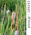 FLOWERS 20060407001