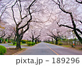 素材ナンバー 189296 : 「朝の散歩道」