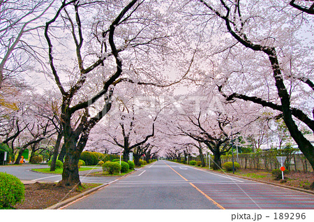 朝の散歩道 朝の散歩道