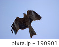 とんび 飛翔