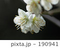 蝶のよう