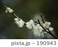 白梅