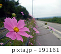 街道に咲く秋桜（コスモス）