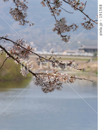 「川端桜」の写真素材
