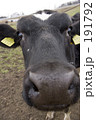 かわいい 動物 屋外
