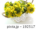 菜の花 Ⅲ 菜の花 Ⅲ
