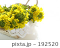 菜の花 Ⅱ 菜の花 Ⅱ