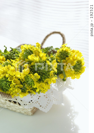 菜の花 Ⅰ 菜の花 Ⅰ