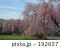 しだれ桜