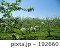 りんごの花 岩木山