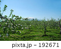 リンゴの花 岩木山