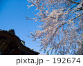 彼岸桜