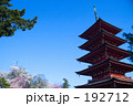 日本の春