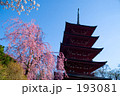紅枝垂桜