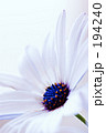 Dimorphotheca White