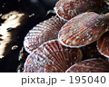 天然ホタテ