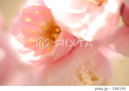 「紅梅」の写真素材 「紅梅」の写真素材
