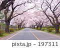 素材ナンバー 197311 : 「朝の散歩道2」