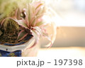 素材ナンバー 197398 : 「春の午後の日差し」