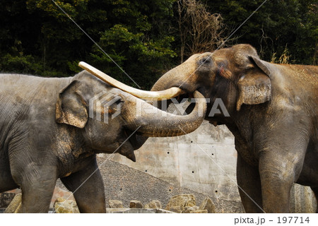 Courting of elephant