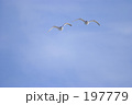 シーガル