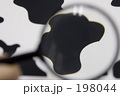 「ウシ柄」の写真 [198044]