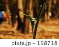 Grasshopper