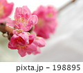 素材ナンバー 198895 : 「＊～３月優しい「桃の花」～＊」