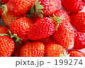 イチゴ