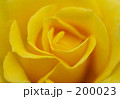 バラ