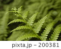 200381