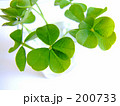 clover leaf