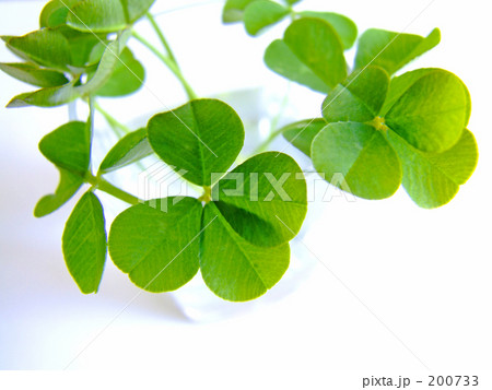 「clover leaf」の写真素材 「clover leaf」の写真素材