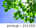 素材ナンバー 201269 : 「木漏れ日」