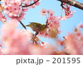 SAKURA 20080308331