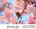 SAKURA 20080308339