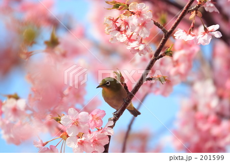 SAKURA 20080308339