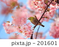 SAKURA 20080308341
