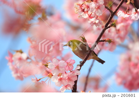 SAKURA 20080308341