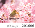 SAKURA 20080308354