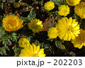 福寿草（きんぽうげ科）