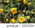 福寿草（きんぽうげ科）