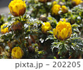 福寿草（きんぽうげ科）