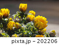 福寿草（きんぽうげ科）