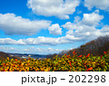 冬の空