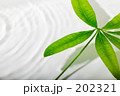 葉っぱ
