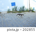 猫と四角